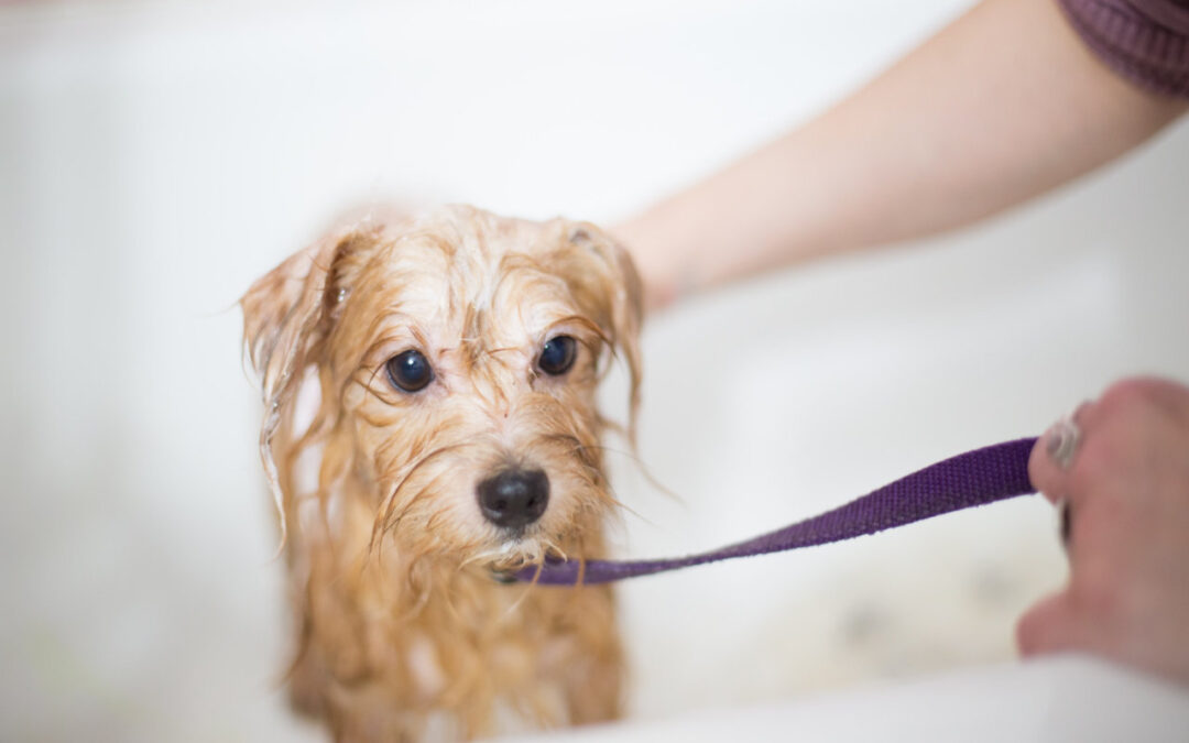 The Proper Way to Bath Your House Pet