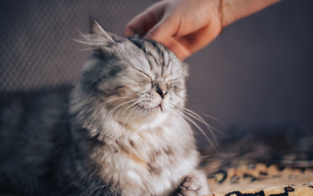 Taking Care Of Your Pet Cat